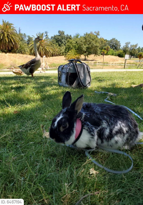 Lost Male Rabbit in Sacramento, CA 95823 Named Baby (ID 6467194