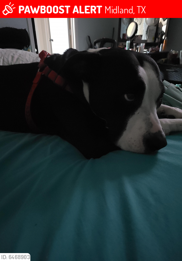 Lost Female Dog in Midland, TX 79705 Named Cali (ID 6468903) PawBoost