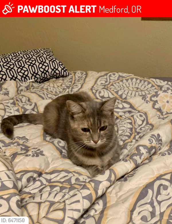 Lost Female Cat in Medford, OR 97504 Named Cali (ID 6471150) PawBoost