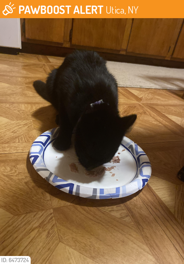 Found/Stray Female Cat in Utica, NY 13501 (ID 6473724) PawBoost