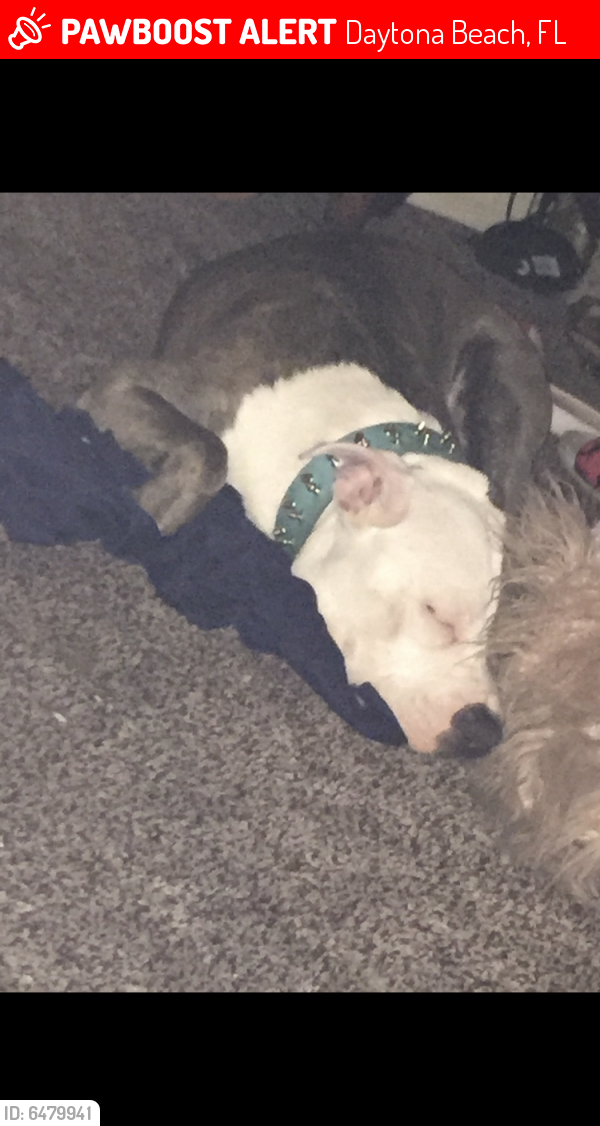 Lost Male Dog in Daytona Beach, FL 32114 Named Dex (ID 6479941) PawBoost