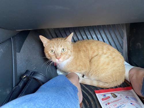 20 Fort Collins Cat Rescue Fort Collins Co Pictures