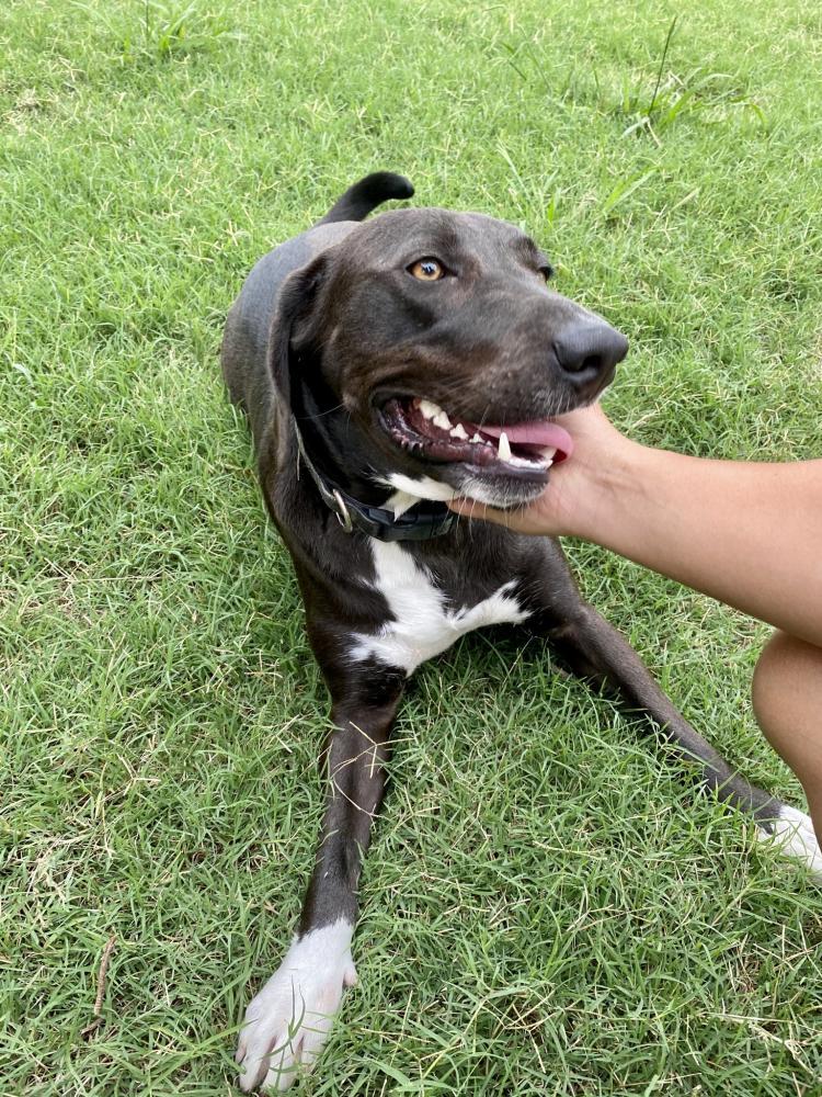 Reunited Male Dog last seen Timberview High School, Arlington, TX 76012