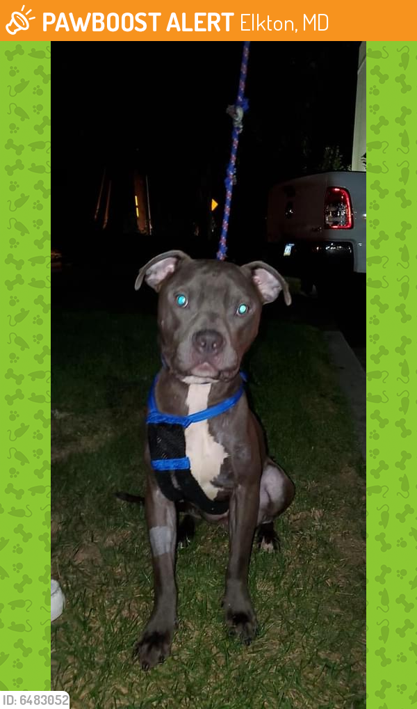 Found/Stray Male Dog in Elkton, MD 21921 (ID 6483052) PawBoost
