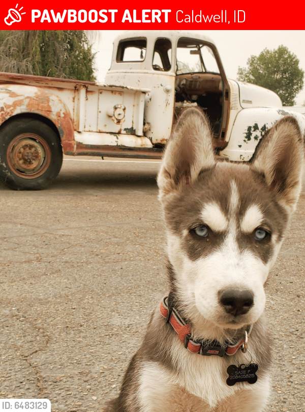 Lost Female Dog in Caldwell, ID 83605 Named Sadie (ID 6483129) PawBoost