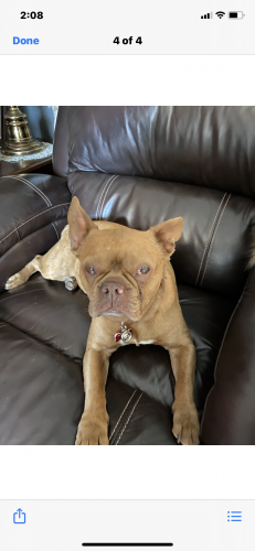 lost and found red deer