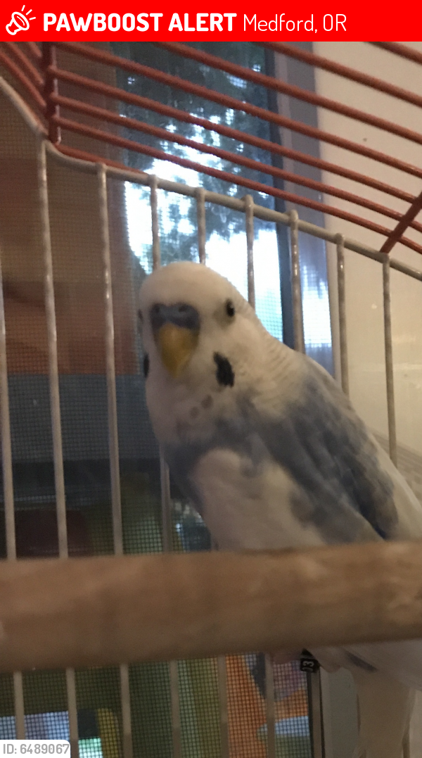 Lost Male Bird in Medford, OR 97504 Named Rudy (ID: 6489067) | PawBoost