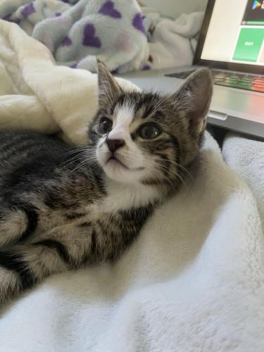 missing cat red deer