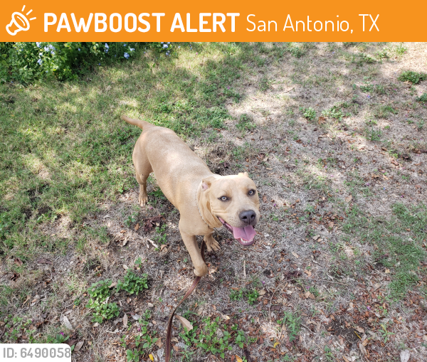 Found/Stray Female Dog in San Antonio, TX 78217 (ID 6490058) PawBoost