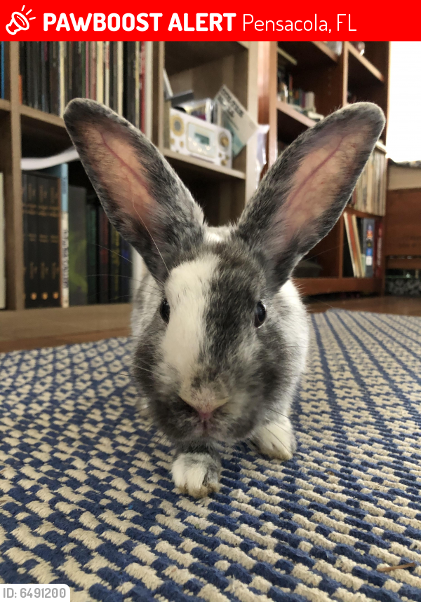 Lost Male Rabbit in Pensacola, FL 32505 Named Merlin (ID 6491200