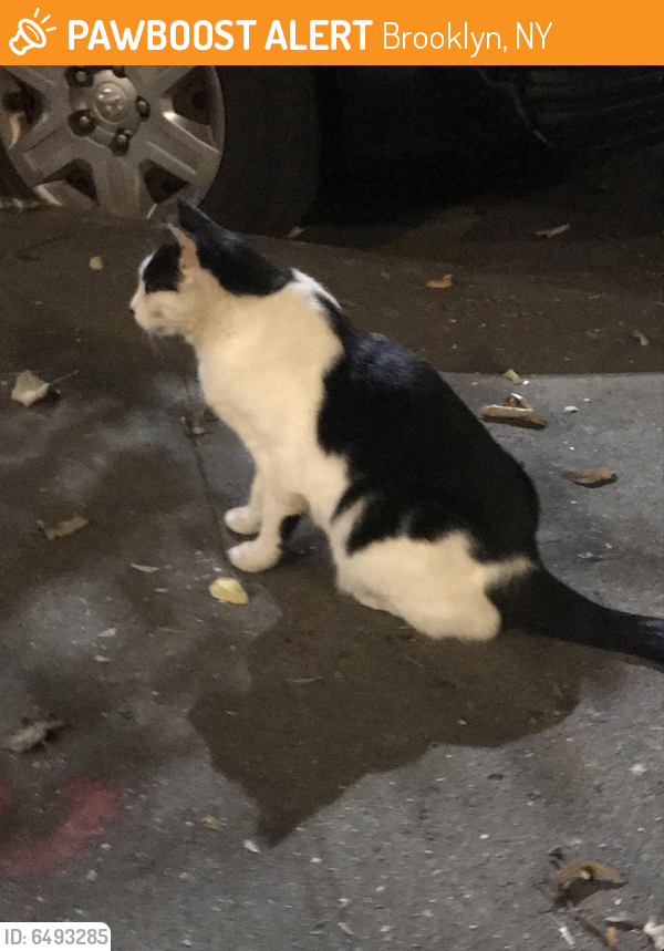  Found  Stray Cat  in Brooklyn NY  11215 ID 6493285 PawBoost