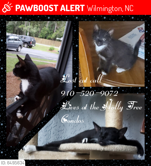 Lost Female Cat in Wilmington, NC 28403 Named Black Betty (ID 6495634