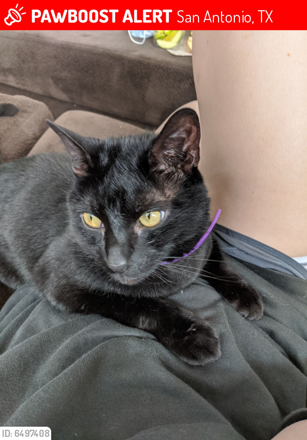 Lost Male Cat in San Antonio, TX 78245 Named Zeus (ID 6497408) PawBoost