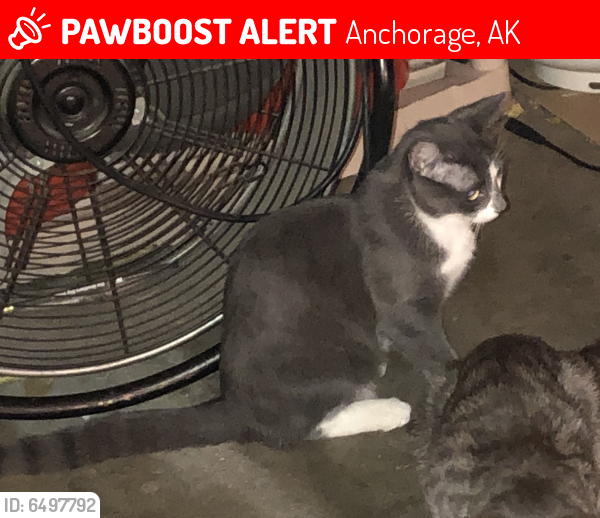 Lost Male Cat in Anchorage, AK 99504 Named Spots (ID 6497792) PawBoost