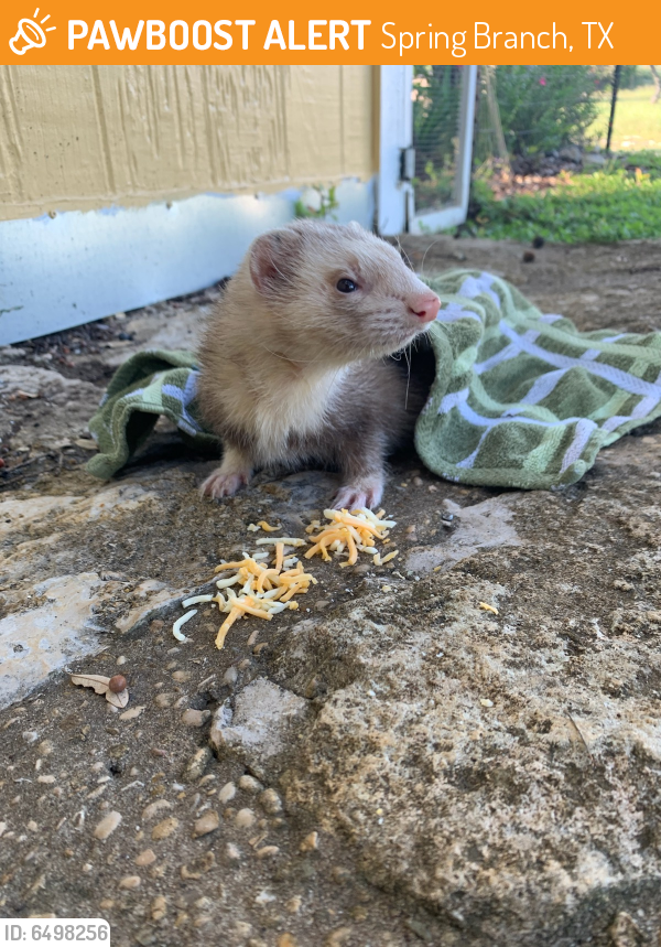 Rehomed Male Ferret in Spring Branch, TX 78070 (ID 6498256) PawBoost