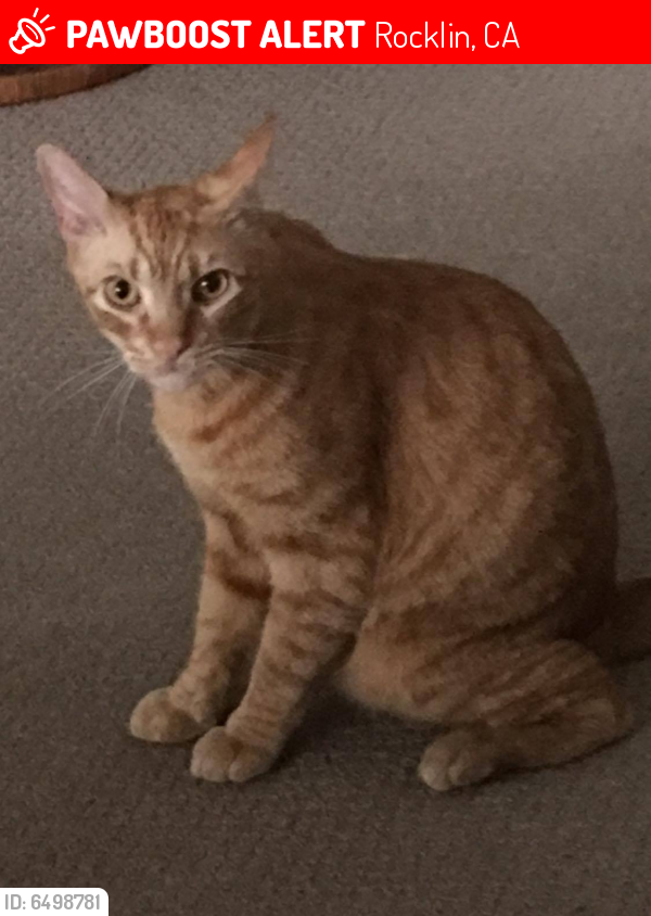 Lost Male Cat in Rocklin, CA 95765 Named Louie (ID ...