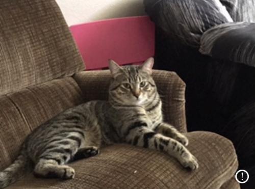 missing cat red deer