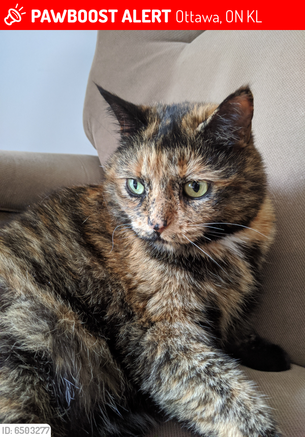 Lost Female Cat in Ottawa, ON K2L Named Molasses (ID: 6503277) | PawBoost