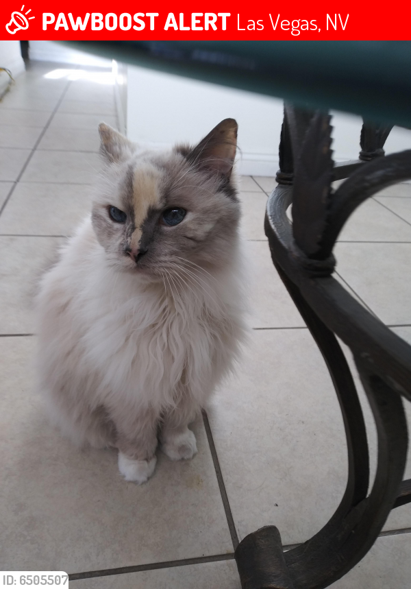 Lost Female Cat in Las Vegas, NV 89121 Named Goose (ID 6505507) PawBoost