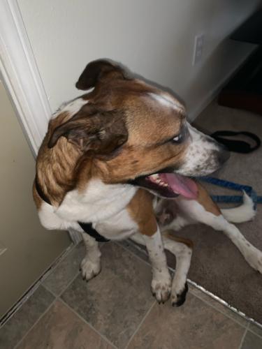 mat su lost and found pets