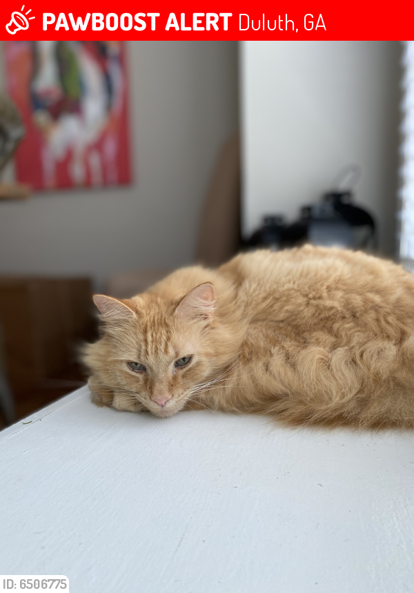 Lost Male Cat in Duluth, GA 30097 Named Nacho (ID 6506775) PawBoost