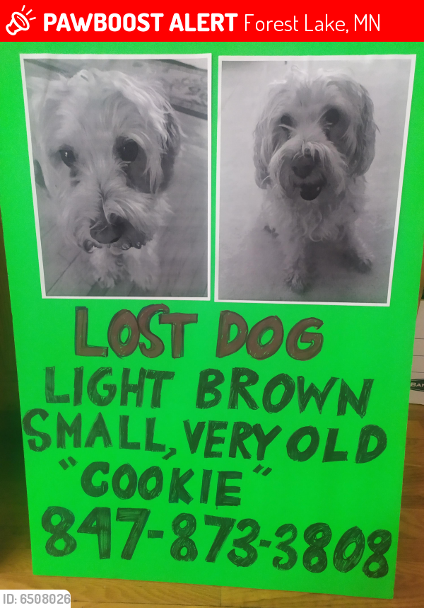 Lost Female Dog in Forest Lake, MN 55025 Named Cookie (ID 6508026