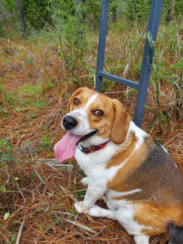 Lost Found Dogs Cats And Pets In Florence Sc 29501 Page 1 Pawboost