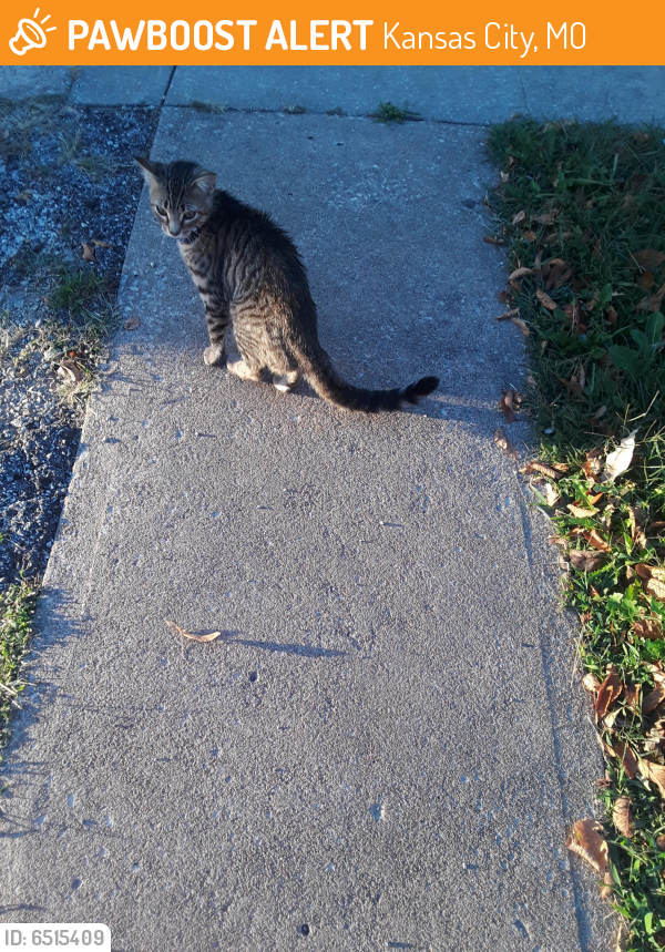 Found/Stray Cat in Kansas City, MO 64130 (ID: 6515409) | PawBoost