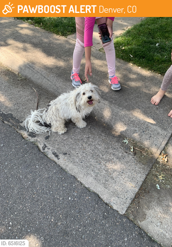 Found Stray Dog In Denver CO 80219 ID 6516125 PawBoost found-stray-dog-in-denver-co-80219-id-6516125-pawboost