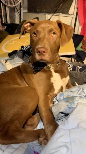 Lost & Found Dogs, Cats, and Pets in Oregon 97439 - Page 1 | PawBoost