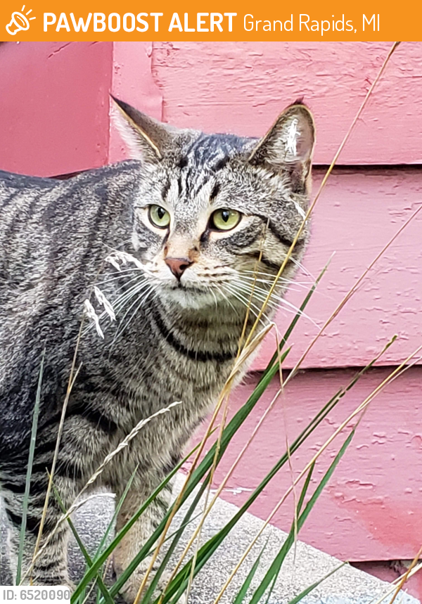 Found/Stray Female Cat in Grand Rapids, MI 49505 (ID 6520090) PawBoost