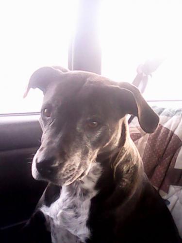 mat su lost and found pets