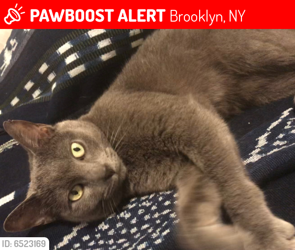  Lost  Female Cat  in Brooklyn NY  11232 Named Cat  Stevens 