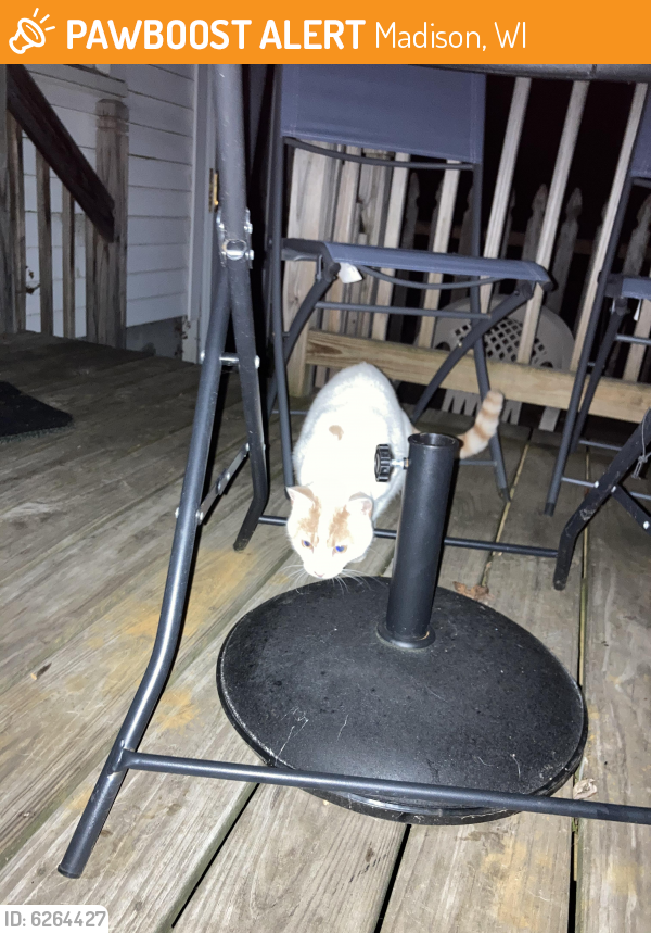 Found/Stray Cat in Madison, WI 53713 (ID: 6264427) | PawBoost