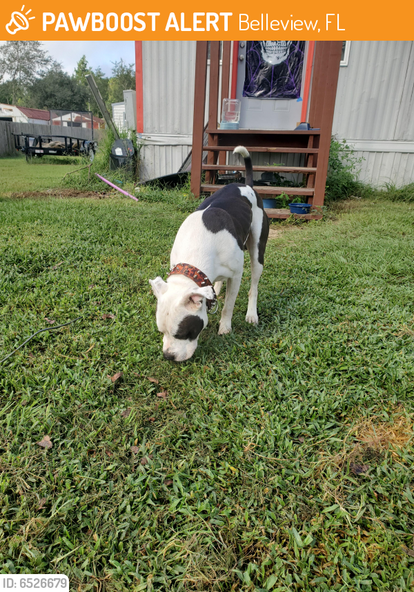 Found/Stray Male Dog in Belleview, FL 34420 (ID 6526679) PawBoost