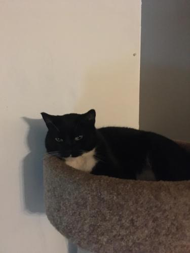 mat su lost and found pets