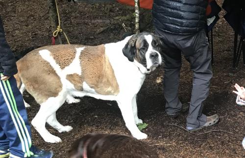 mat su lost and found pets