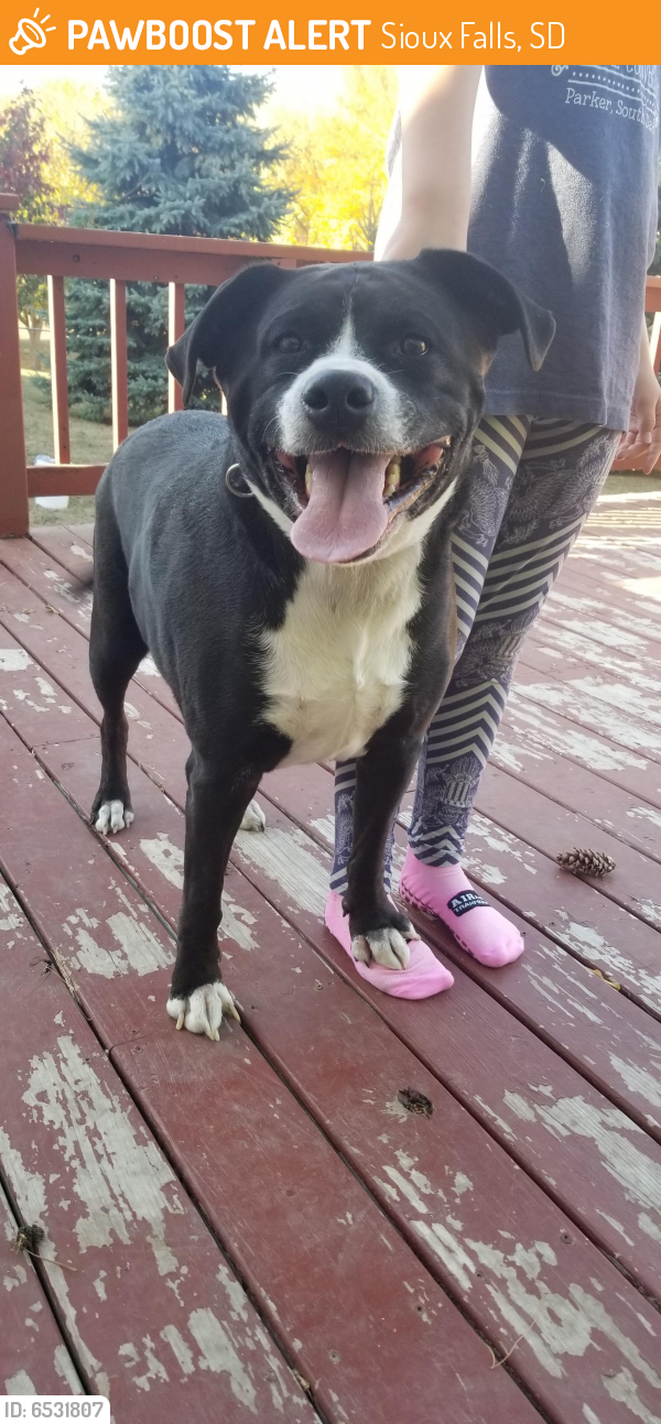 Found/Stray Male Dog in Sioux Falls, SD 57106 (ID 6531807) PawBoost
