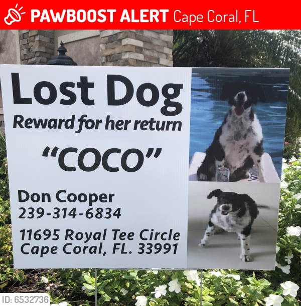 Lost Female Dog in Cape Coral, FL 33991 Named Coco (ID 6532736) PawBoost