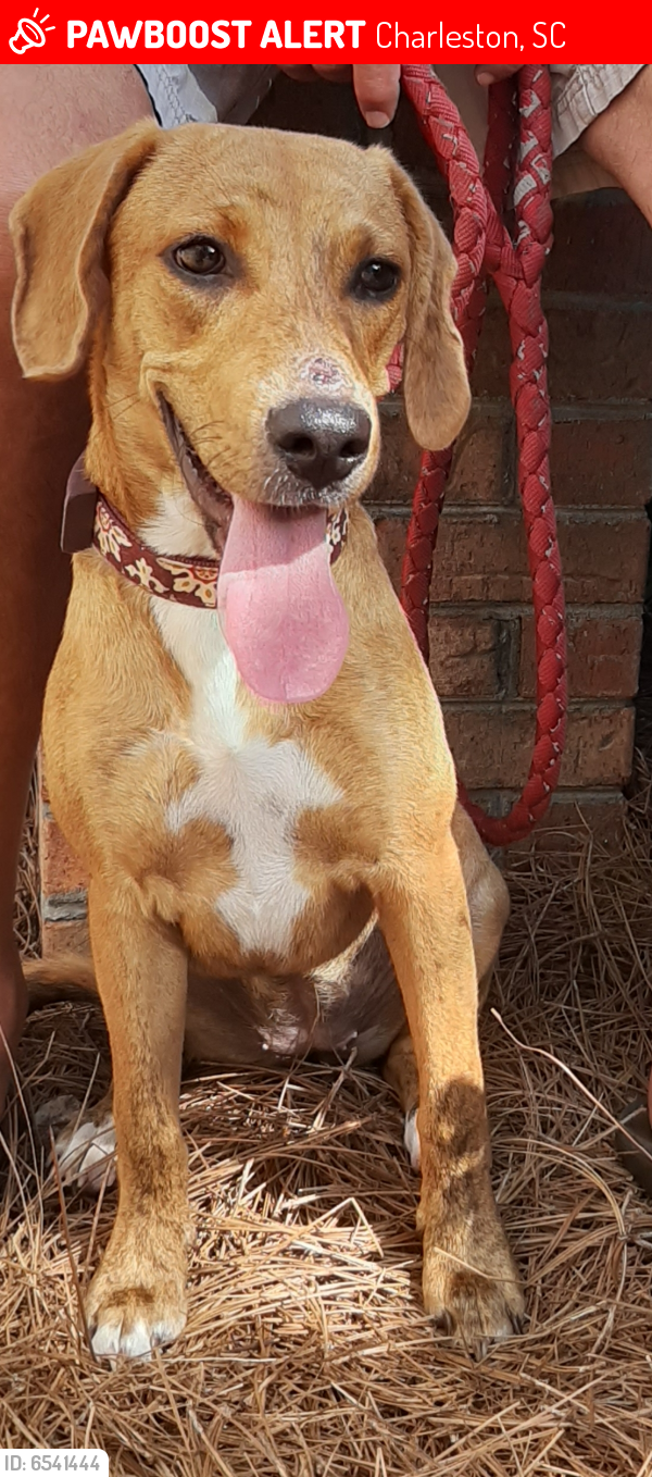 Lost Female Dog in Charleston, SC 29412 Named Dixie (ID 6541444