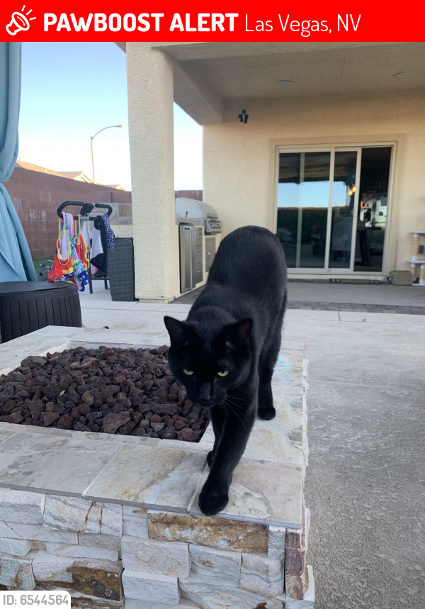 Lost Female Cat in Las Vegas, NV 89178 Named Sky (ID 6544564) PawBoost