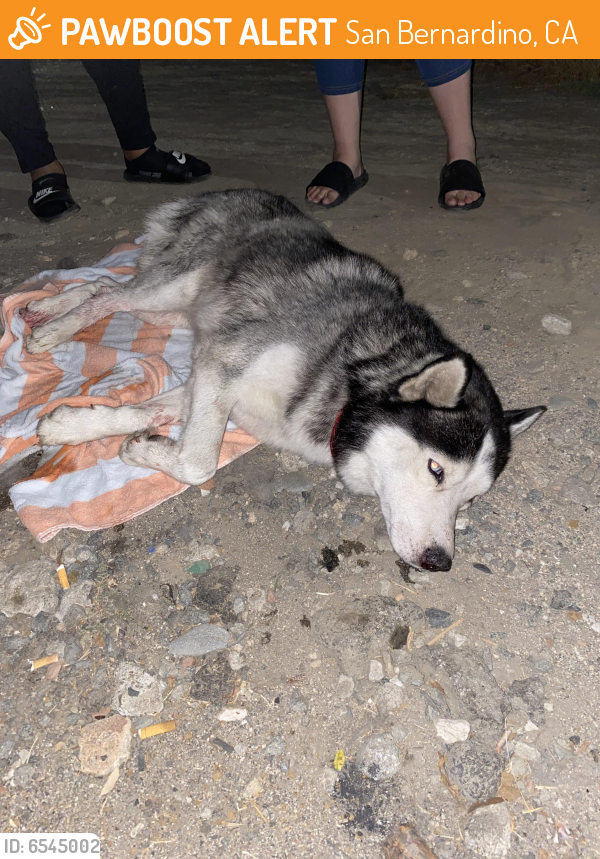 Found/Stray Male Dog in San Bernardino, CA 92410 (ID: 6545002) | PawBoost