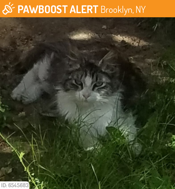  Found  Stray Cat  in Brooklyn NY  11203 ID 6545683 PawBoost