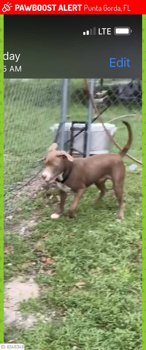 Lost Male Dog in Punta Gorda, FL 33983 Named Blu (ID 6546348) PawBoost