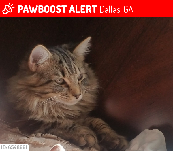 Lost Male Cat in Dallas, GA 30157 Named Jack (ID 6548661) PawBoost
