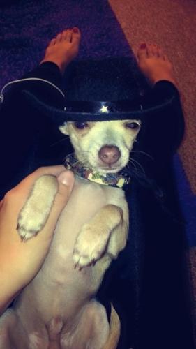 mat su lost and found pets