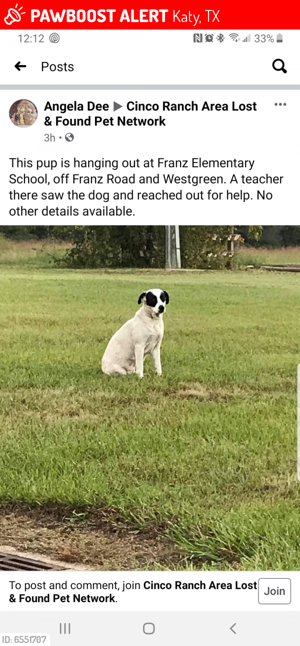Lost Female Dog in Katy, TX 77449 Named Dottie (ID