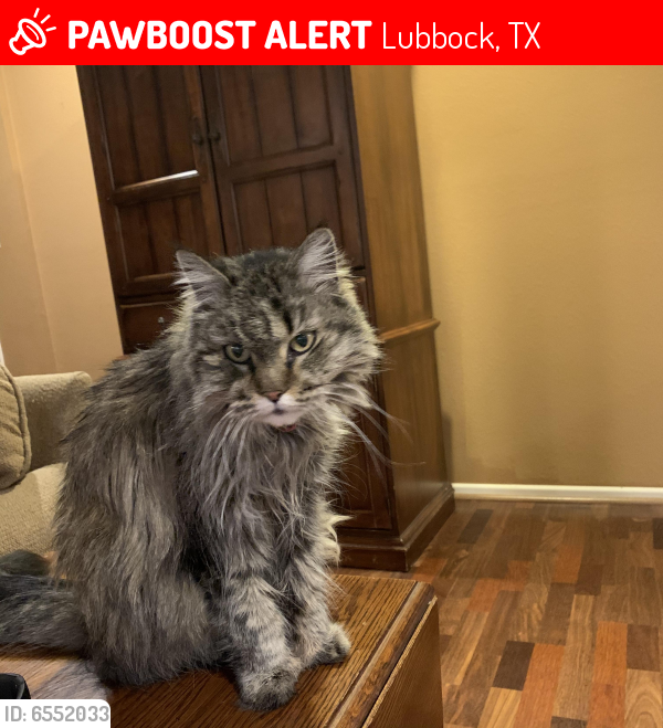 Lost Female Cat in Lubbock, TX 79401 Named Mittens (ID: 6552033) | PawBoost