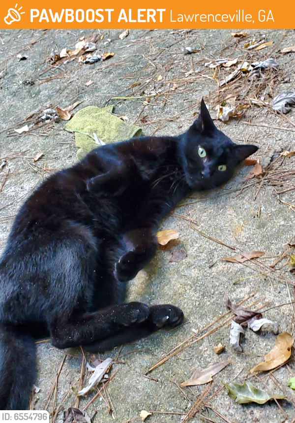 Found/Stray Cat in Lawrenceville, GA 30043 (ID 6554796) PawBoost