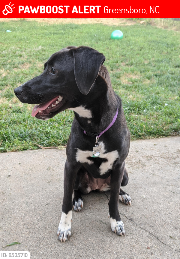 Deceased Female Dog in Greensboro, NC 27401 (ID: 6535710 ...
